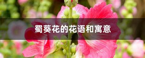 蜀葵花語|蜀葵花的花語和寓意是什麼 開花代表什麼含義